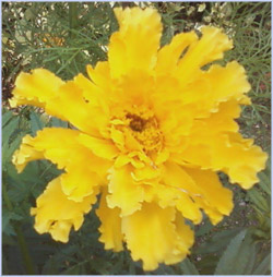 golden marigold