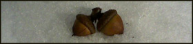 pair of acorns resting on snow