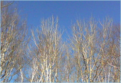 naked birch branches against a blue sky
