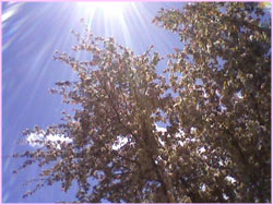 pink blossoms of a spring tree against a blue sky with sunbeams