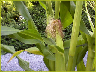a close up of a blue corn plant showing leaves and an immature ear of corn with burgundy-colored silks emerging from the top of the ear