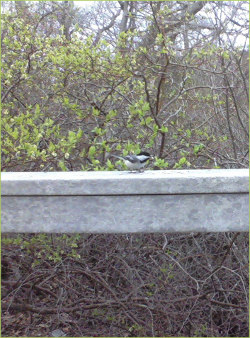 a chickadee on a railing against a background of new spring foliage and bare branches