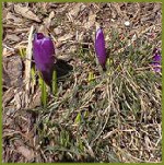 purple crocus buds