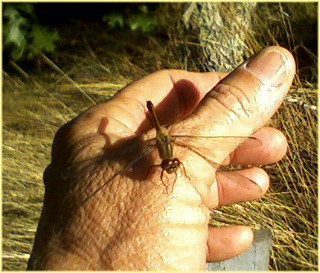 a dragonfly sitting on a person's hand