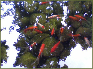 goldfish in a clear pond with rocks visible below and reflection of maple leaves on the water