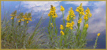 yellow flowers with a background of blue sky and white clouds reflected in slightly rippled water