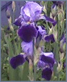 purple irises