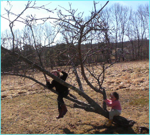 two children climbing a small apple tree