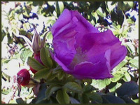 A late blooming rugosa rose with rose hips