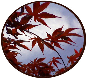 leaves of japanese maple tree against blue sky with high white haze