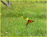 monarch butterfly on a flower in a field of yellow blossoms