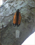 a newly-hatched monarch butterfly hanging next to its empty chrysalis on a branch of a tree