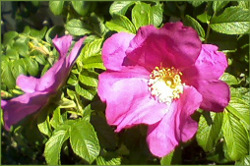 pinkish red rugosa roses