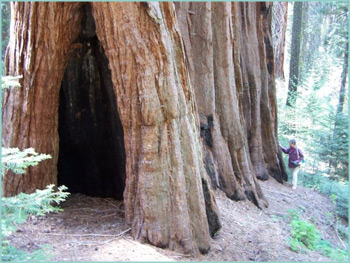 A group of sequoias, the one in front has a  large fire hole and a person, who looks very small next to the trees, with her hand on one of the trees