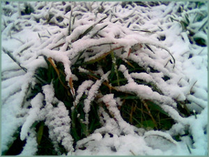 close up of a snow covered field with green blades of grass showing through the snow