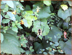 a black and yellow spider on a background of jewelweed foliage